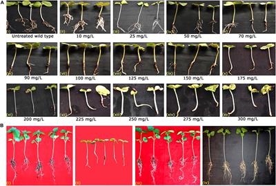 Exploitation of Novel Bt ICPs for the Management of Helicoverpa armigera (Hübner) in Cotton (Gossypium hirsutum L.): A Transgenic Approach